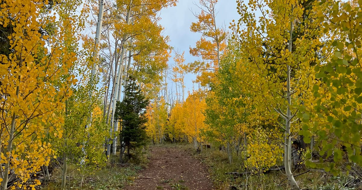Best Time to Visit Flagstaff, AZ (Season Guide)